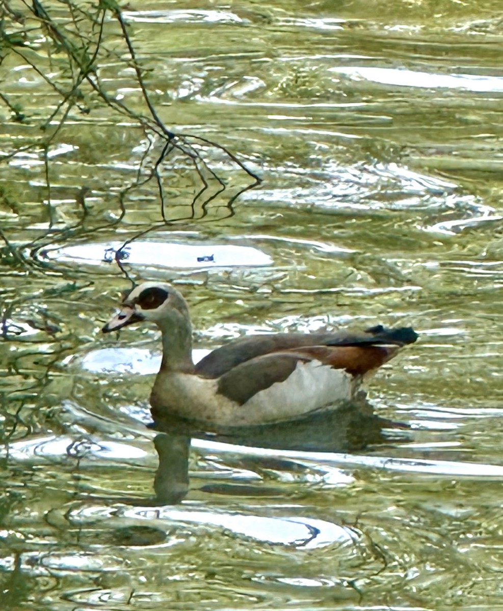 Egyptian Goose - ML568658771