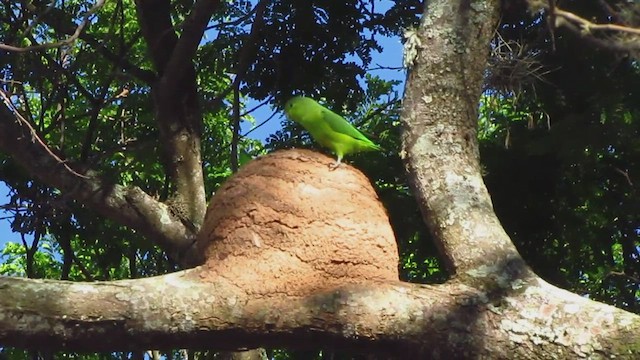 Cobalt-rumped Parrotlet - ML568658841