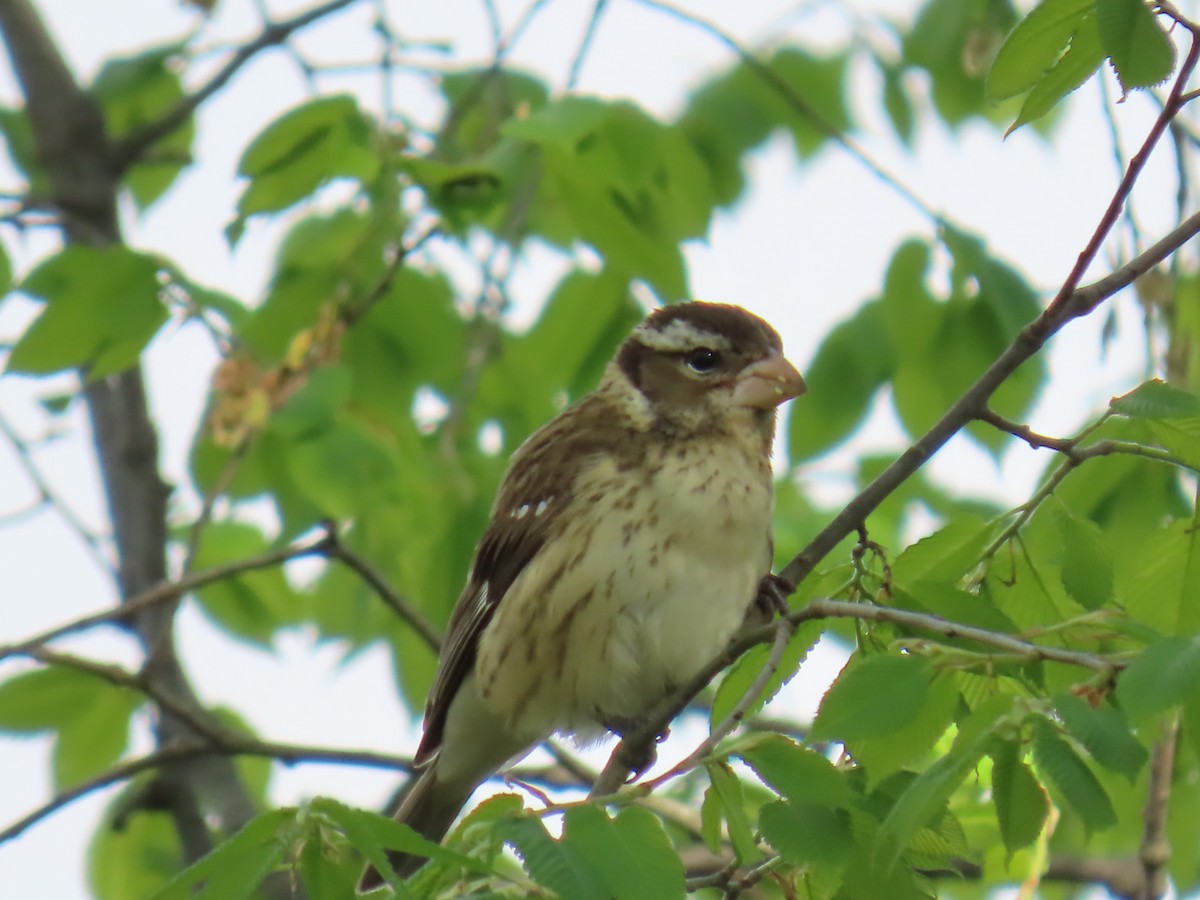 Rose-breasted Grosbeak - ML568659401