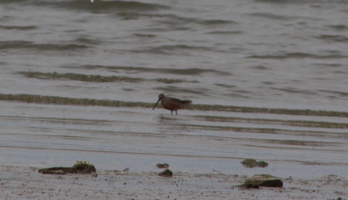 Long-billed Dowitcher - ML568659481