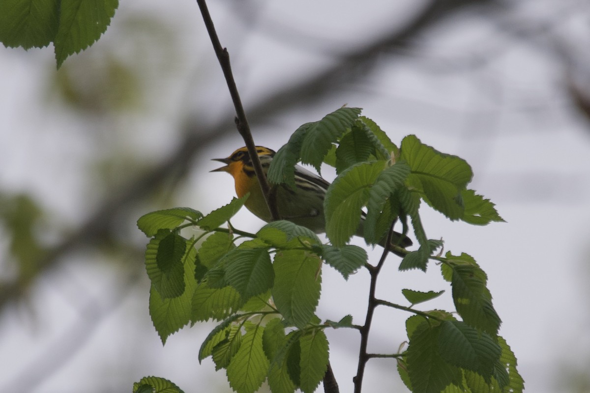 Blackburnian Warbler - ML568659501