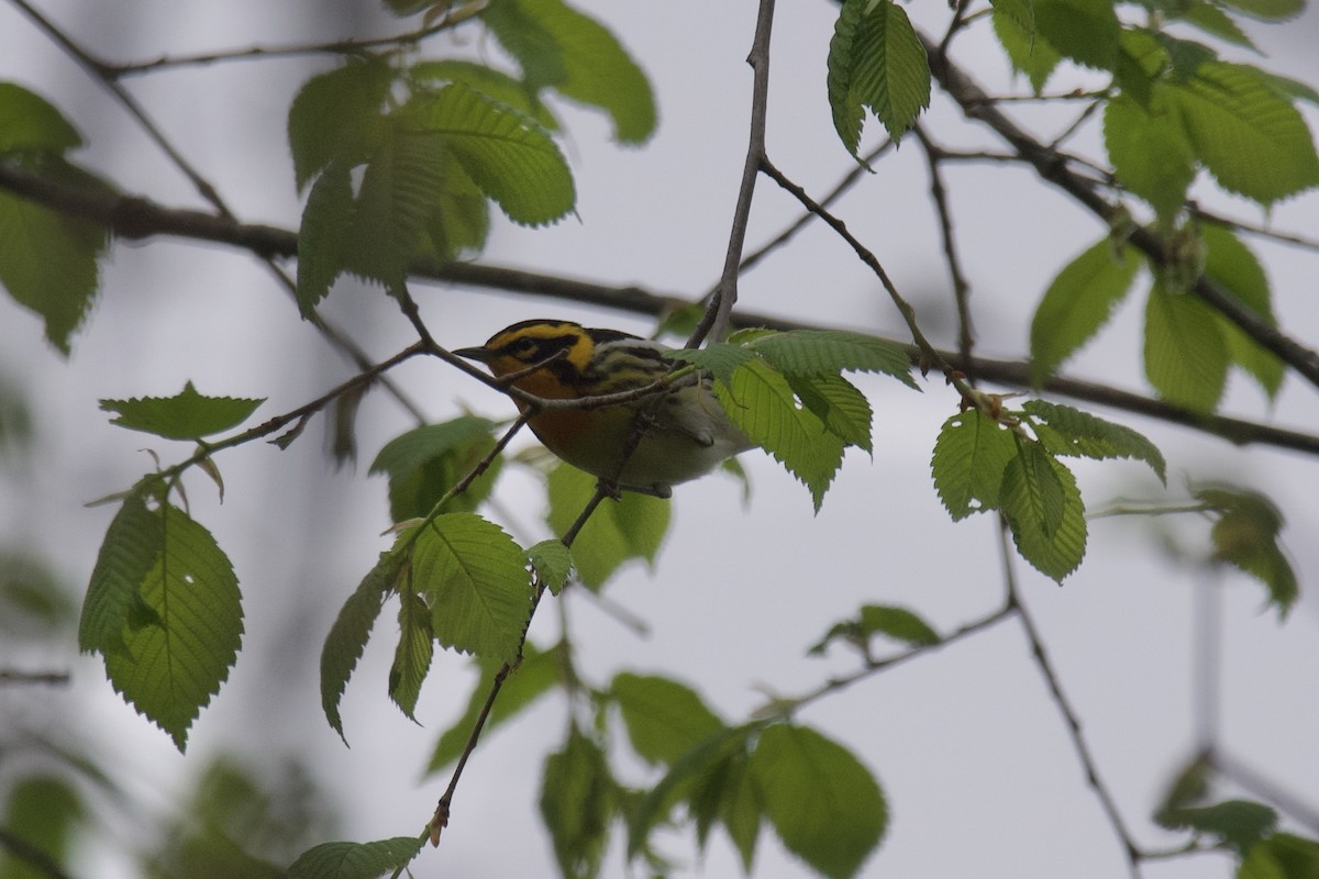 Blackburnian Warbler - ML568659511