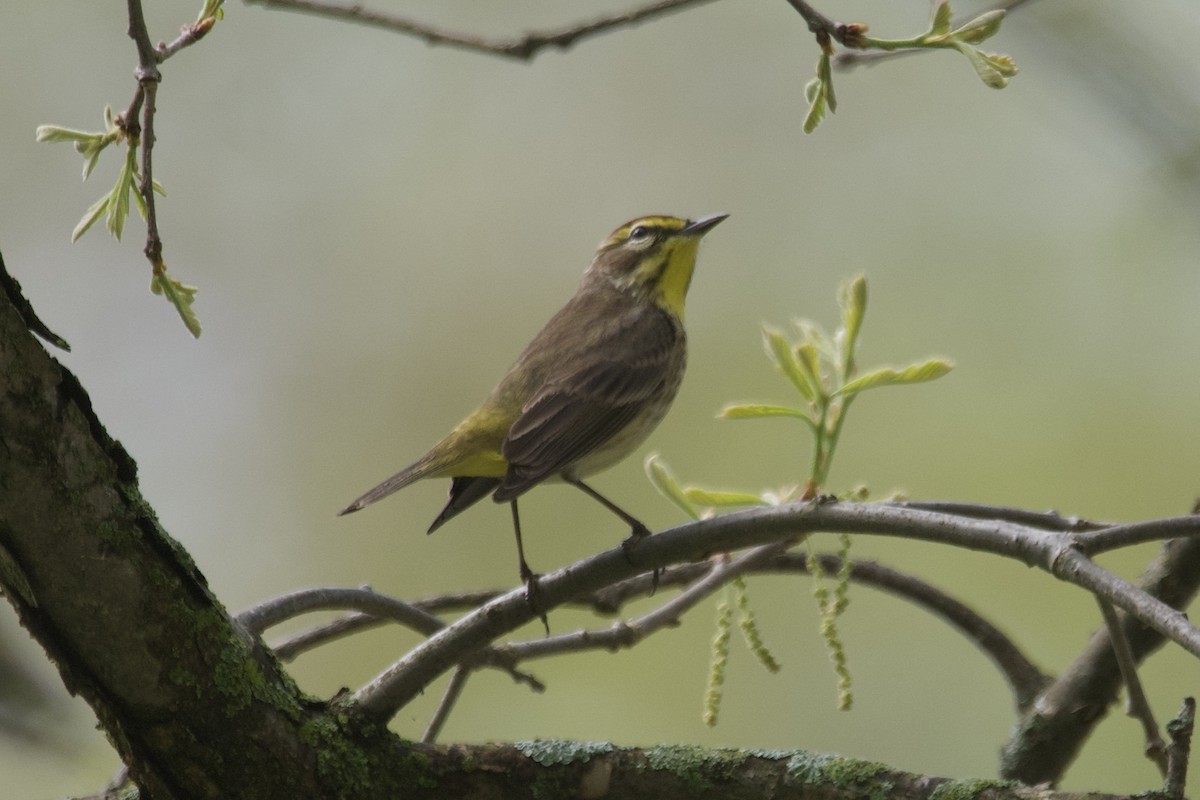 Palm Warbler - ML568659581