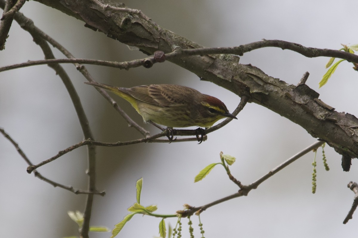 Palm Warbler - Greg Hertler