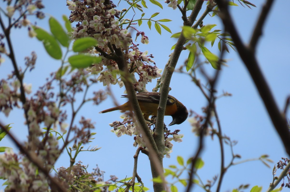 Baltimore Oriole - ML568659711