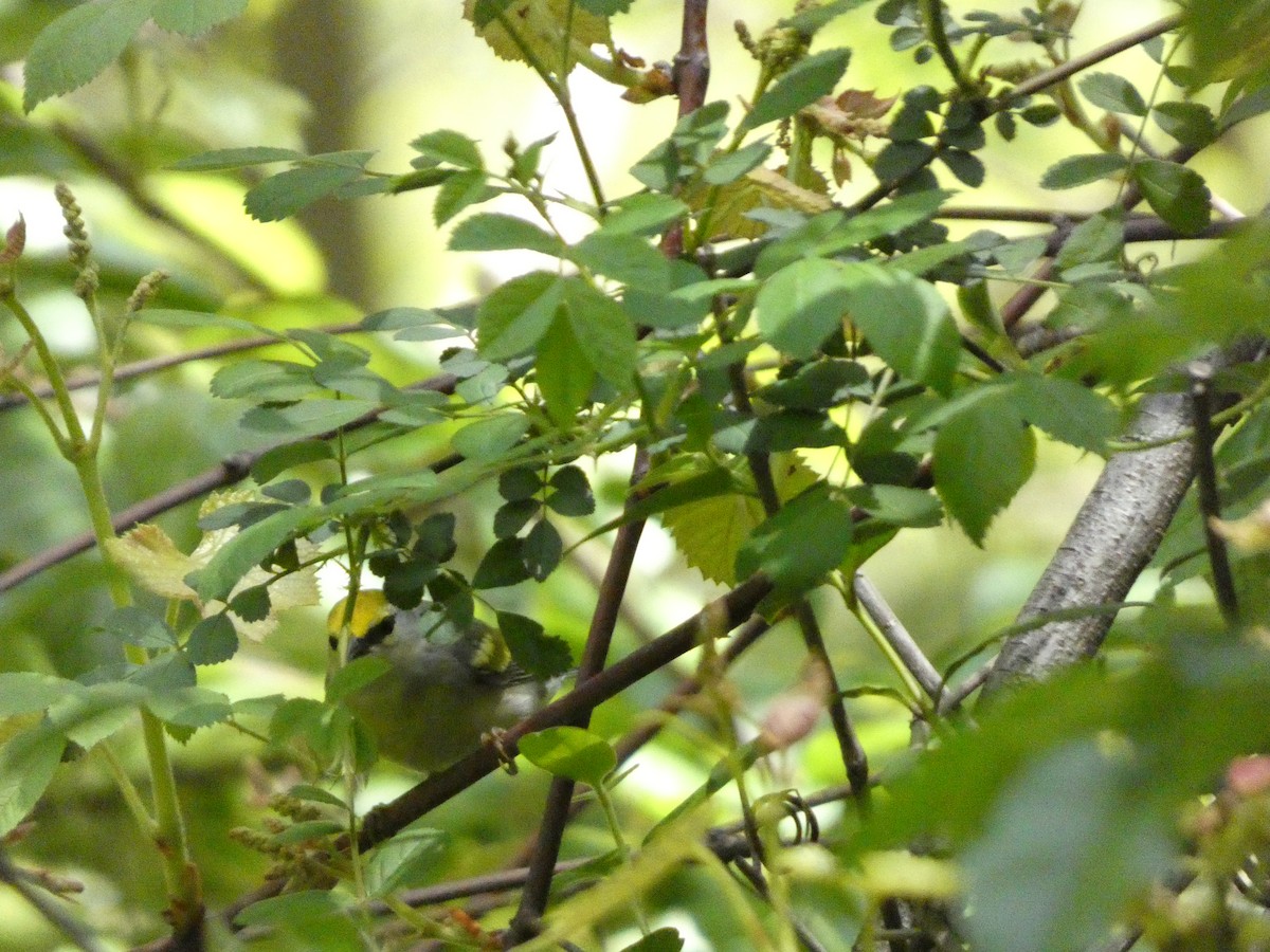 gullvingeparula x blåvingeparula (F1 hybrid) - ML568659841