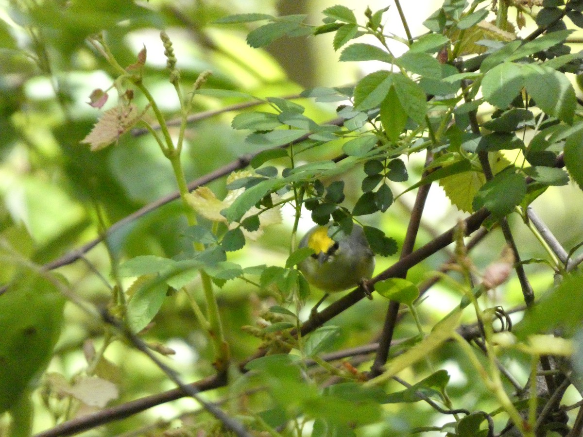 gullvingeparula x blåvingeparula (F1 hybrid) - ML568659941