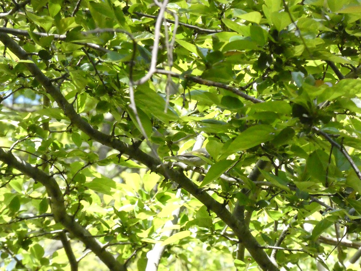 Brewster's Warbler (hybrid) - ML568660081