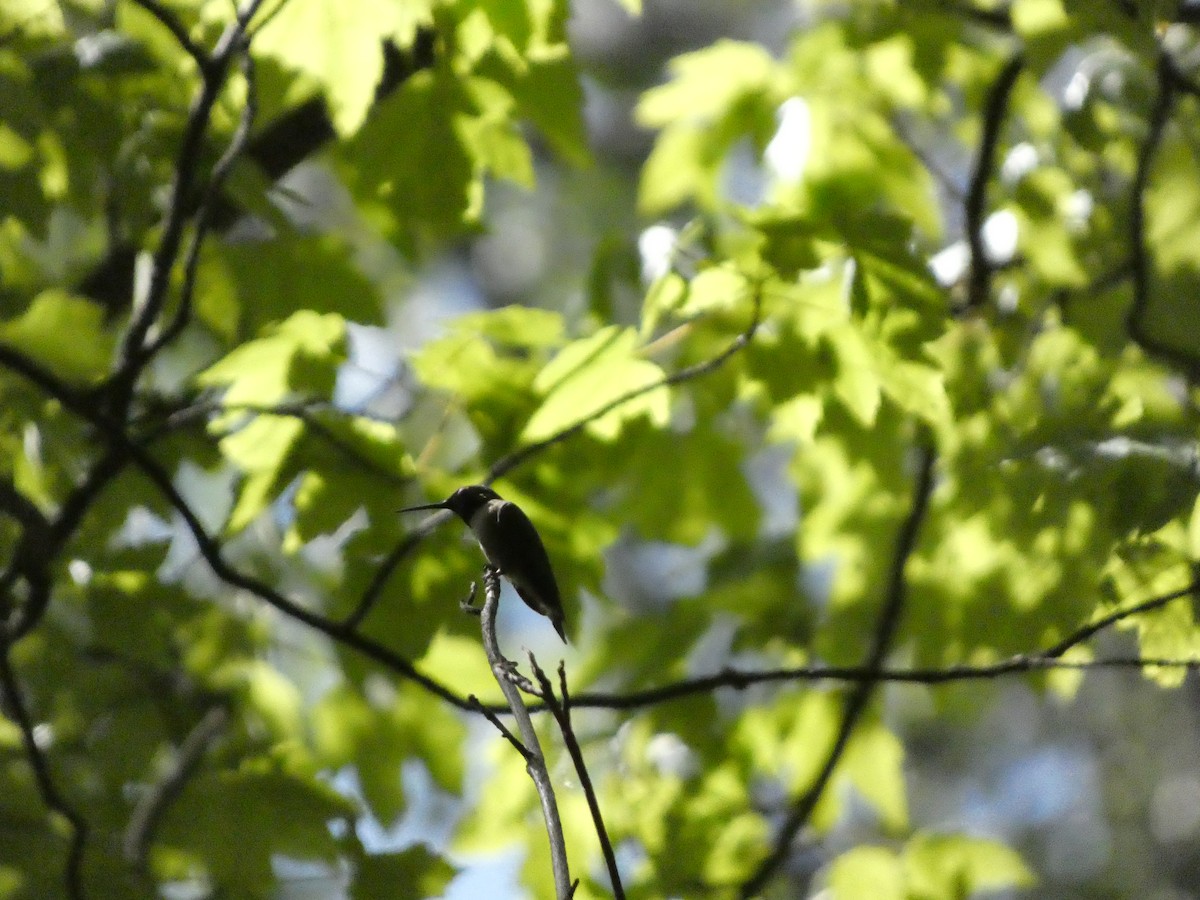 Ruby-throated Hummingbird - ML568660201
