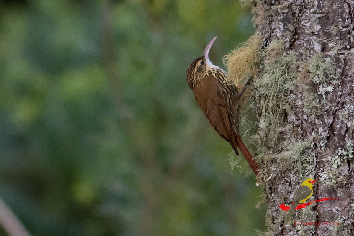 Scalloped Woodcreeper - ML56866021