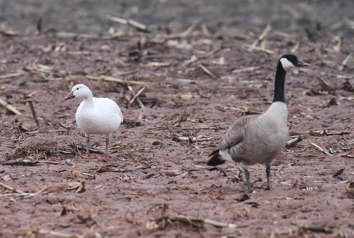 Snow Goose - ML568660231