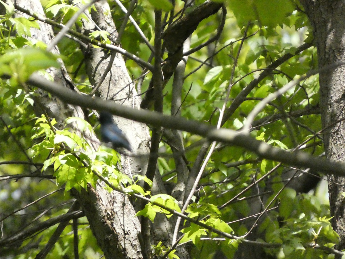 Indigo Bunting - ML568660481