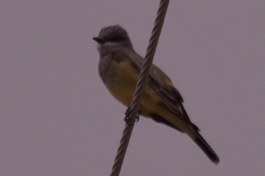 Cassin's Kingbird - ML568660541