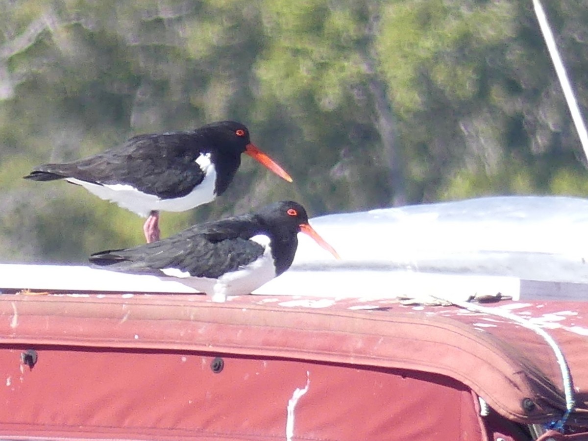 Pied Oystercatcher - ML568660731