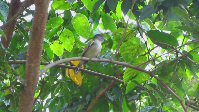 White-winged Becard - ML568660741