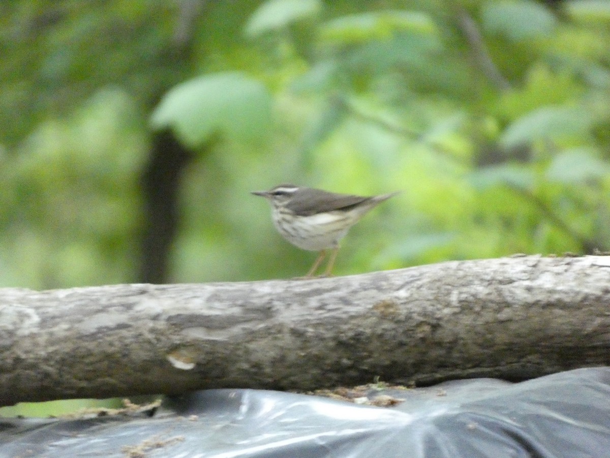 Louisiana Waterthrush - ML568661011