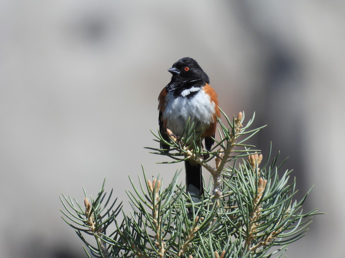 Spotted Towhee - ML568661151