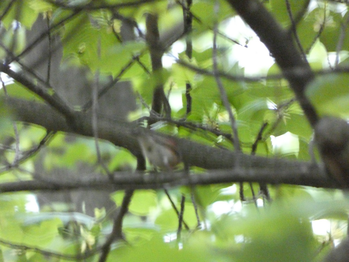 Purple Finch - ML568661541