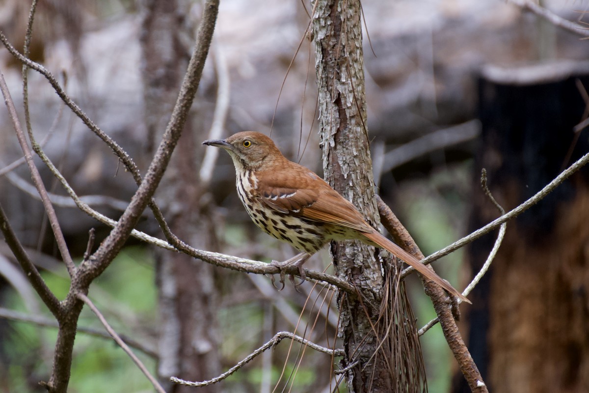 Brown Thrasher - Ali Hassan