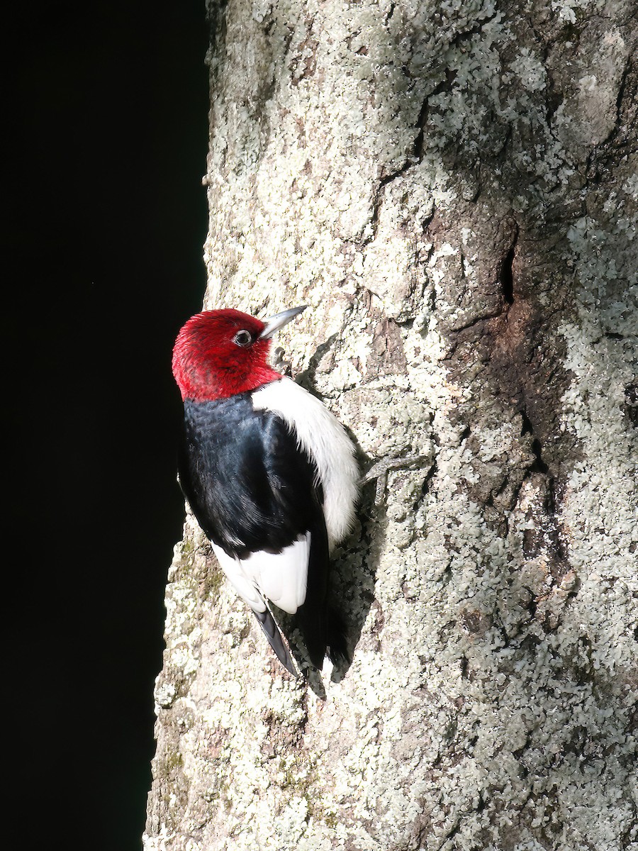 Red-headed Woodpecker - ML568662291