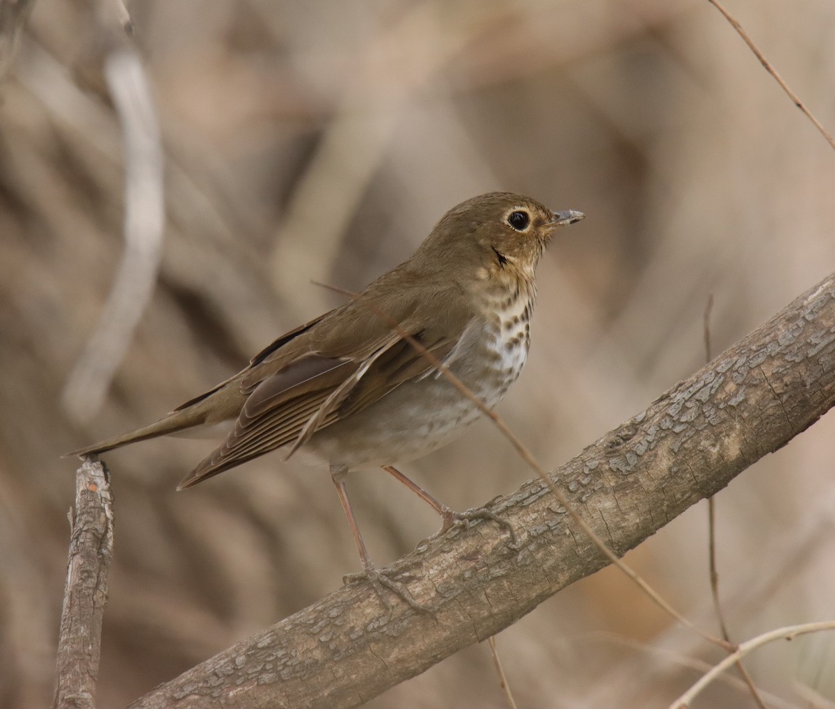 Swainson's Thrush - ML568662981
