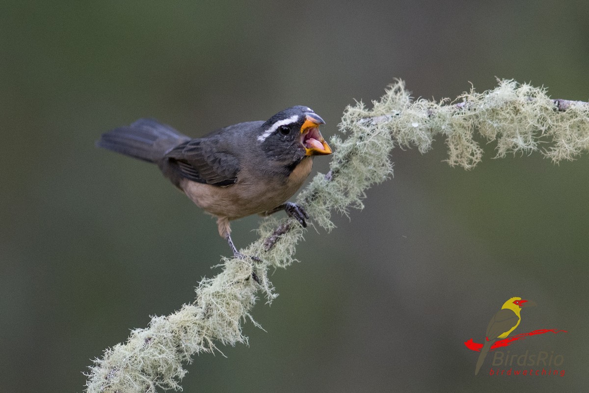 Thick-billed Saltator - ML56866321