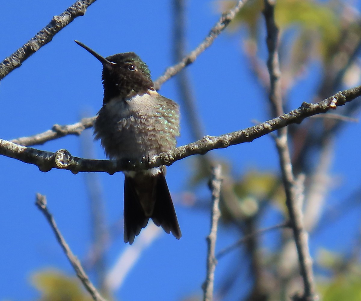 Ruby-throated Hummingbird - ML568663361