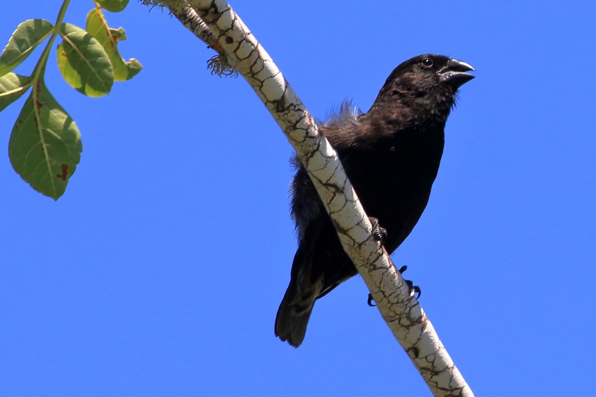 Medium Ground-Finch - ML568663451