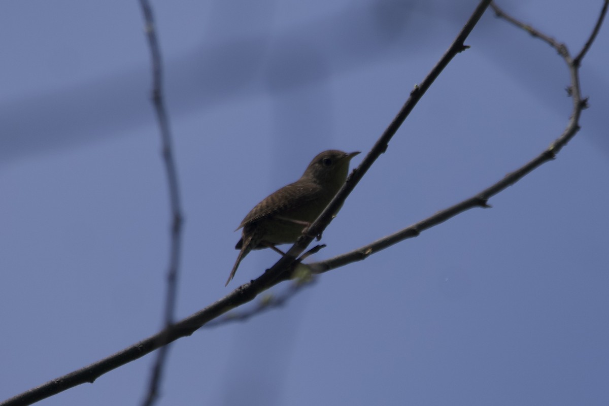Northern House Wren - ML568663651