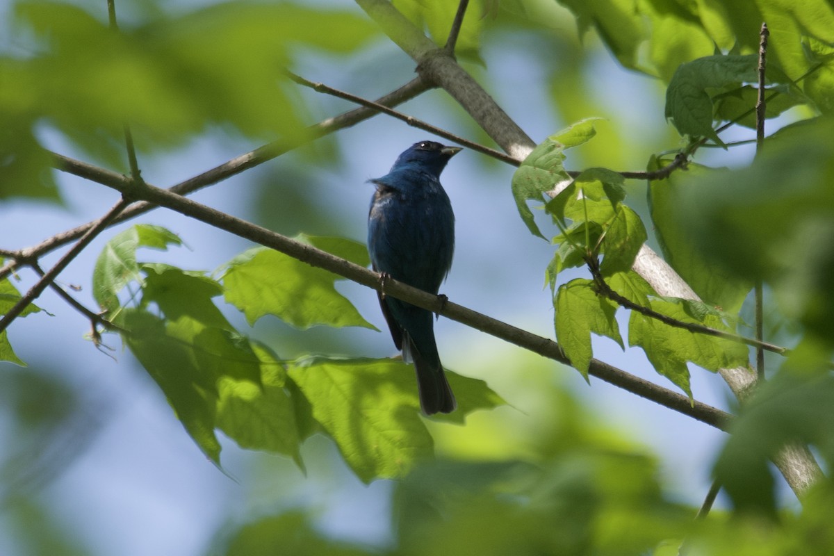 Indigo Bunting - ML568663691