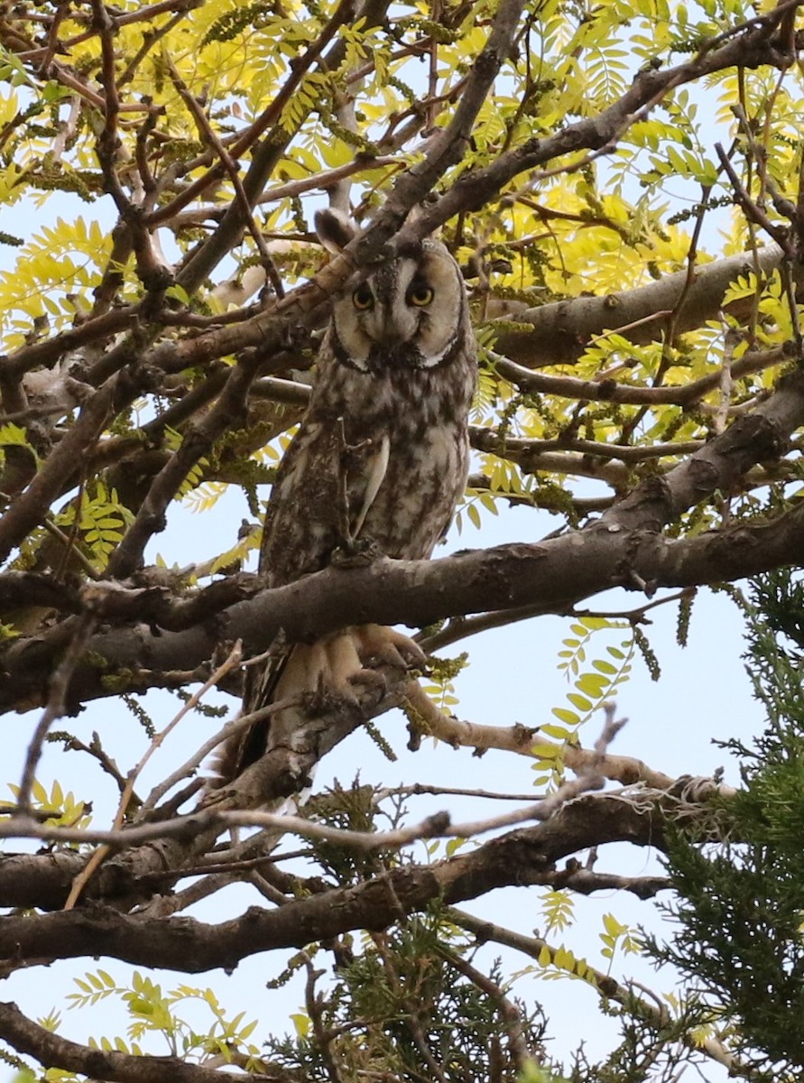 Long-eared Owl - ML568663781