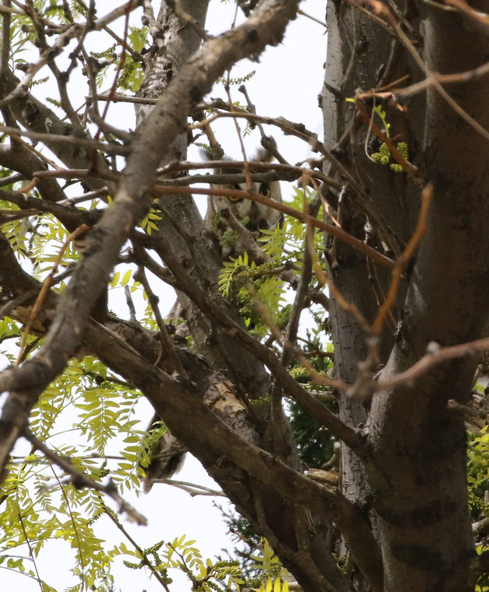 Long-eared Owl - ML568663801