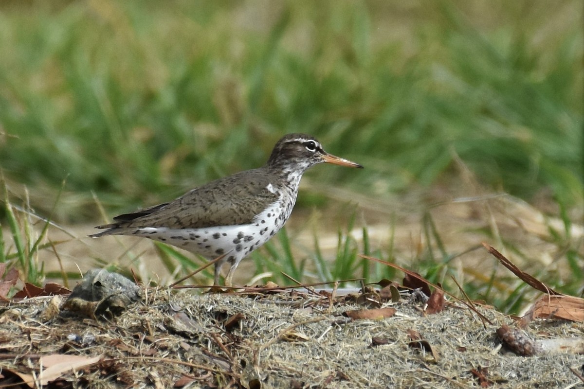 Spotted Sandpiper - ML568663911