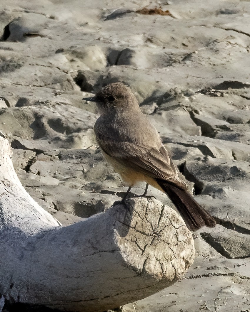 Say's Phoebe - ML568664691