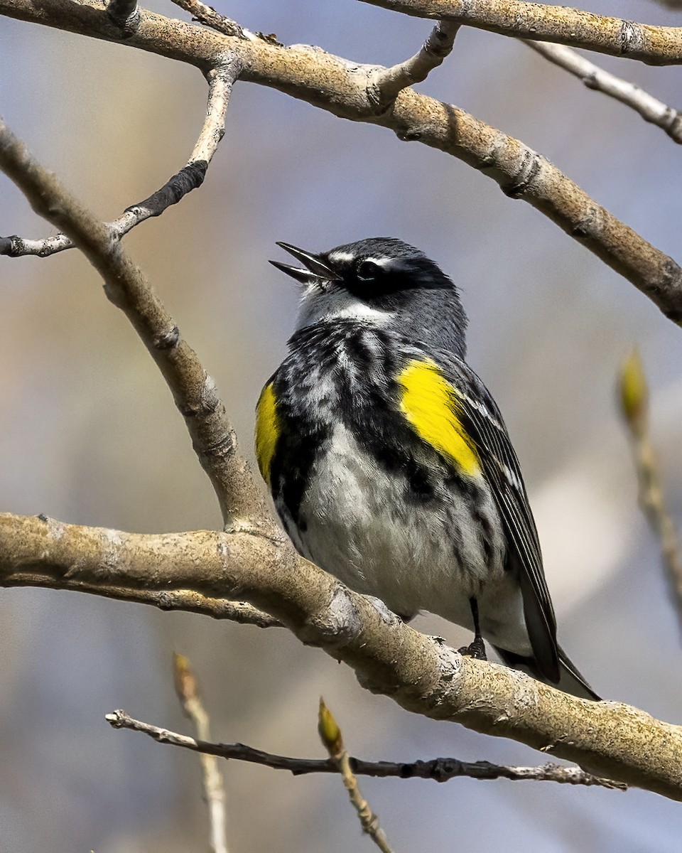 lesňáček žlutoskvrnný (ssp. coronata) - ML568664961