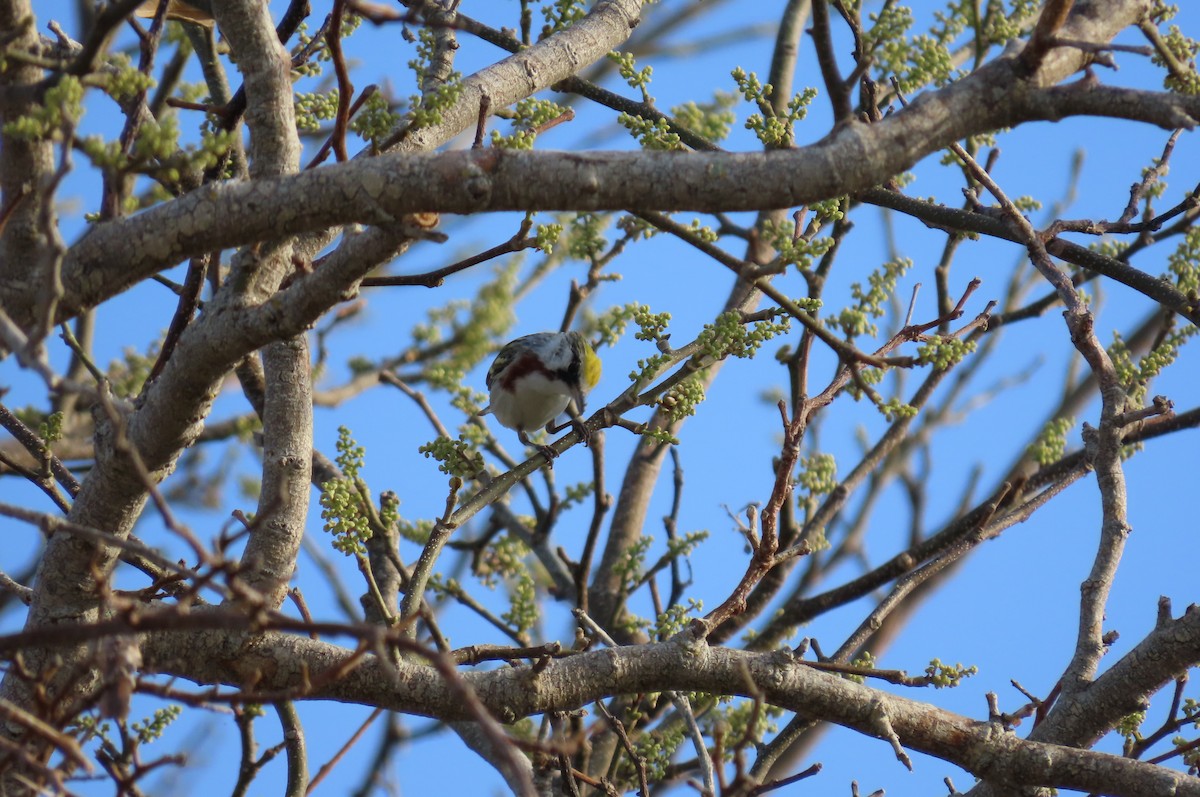 Chestnut-sided Warbler - ML568665771