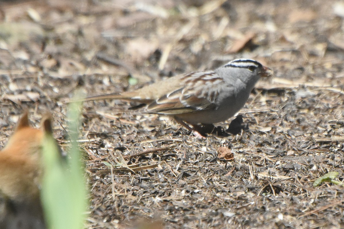 White-crowned Sparrow - ML56866671