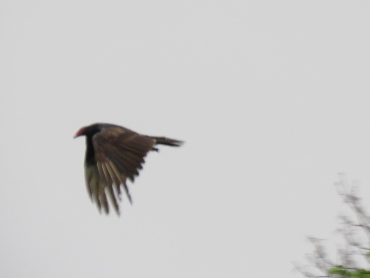 Turkey Vulture - ML568666731