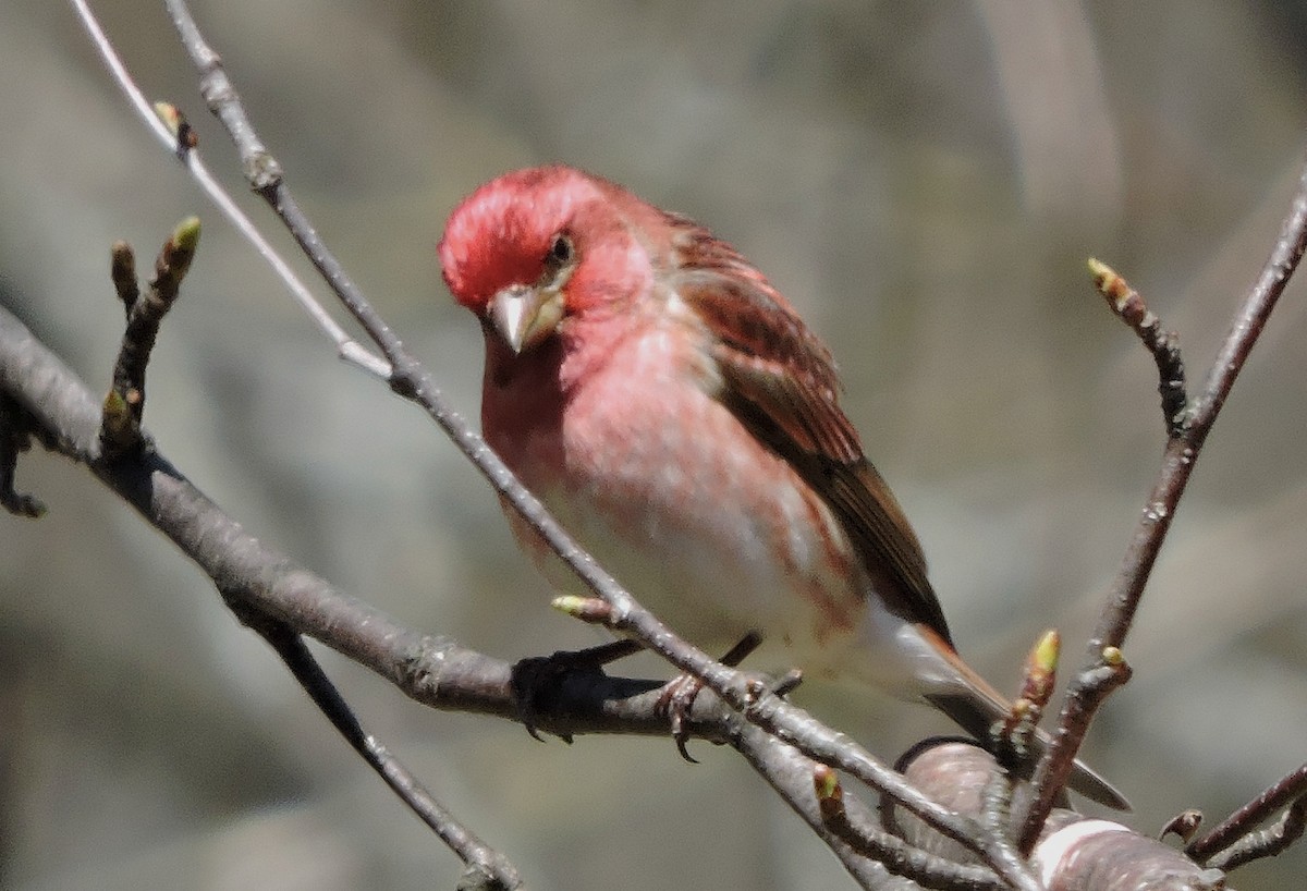 Purple Finch - ML56866701