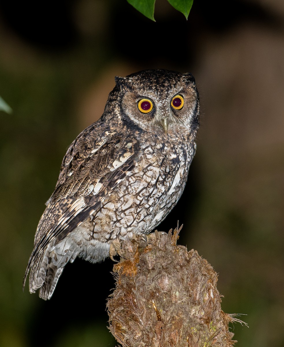 Long-tufted Screech-Owl - ML56866711
