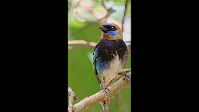 Golden-hooded Tanager - ML568667201