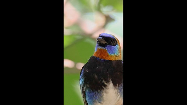 Golden-hooded Tanager - ML568667211