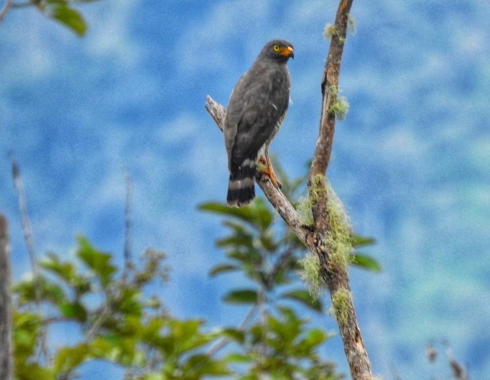 Roadside Hawk - fabian castillo