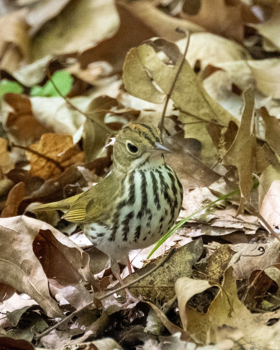 Ovenbird - Peter Rosario