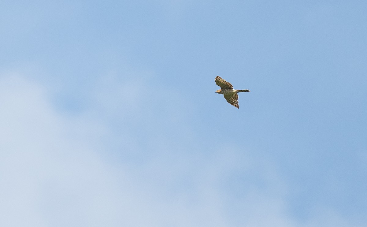 Cooper's Hawk - ML568668021