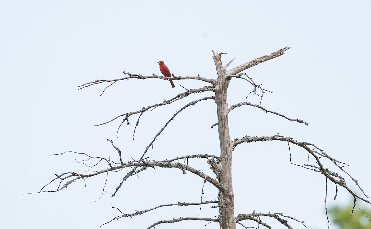 Summer Tanager - ML568668281