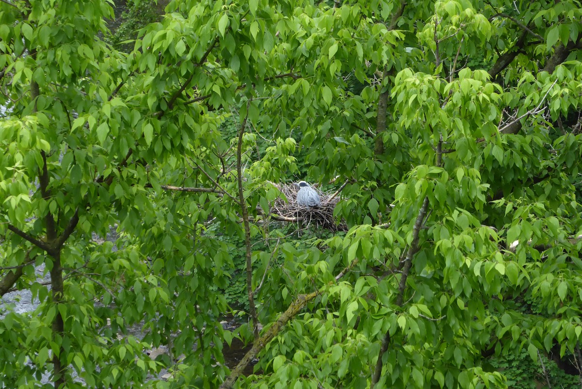 Yellow-crowned Night Heron - ML568668391