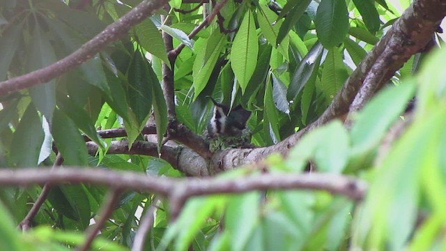 Black-throated Mango - ML568668671