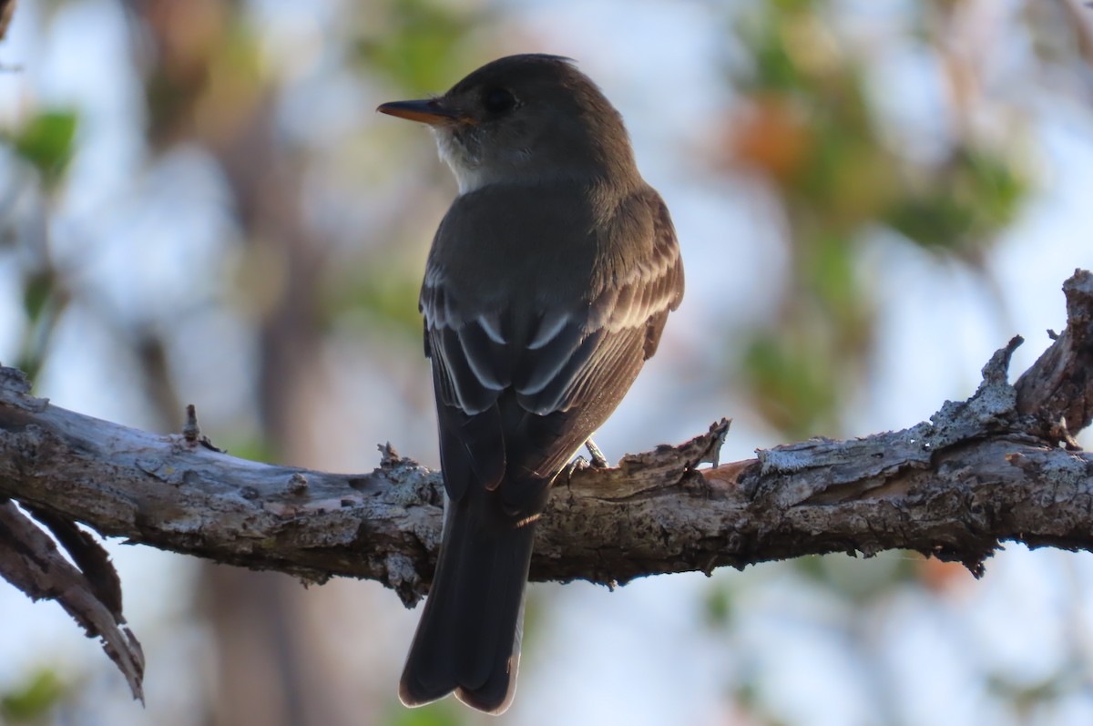 Eastern Wood-Pewee - Kevin Christman