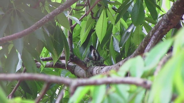 Black-throated Mango - ML568668751